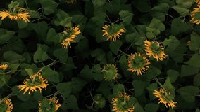 4k drone video of sunflower field. Top down. Agriculture. Aerial view of sunflowers. Taking sunflower blooming in a vast sunflower field fluttering in the wind - Powered by Shutterstock - Get 15% off with code: PIKWIZARD15