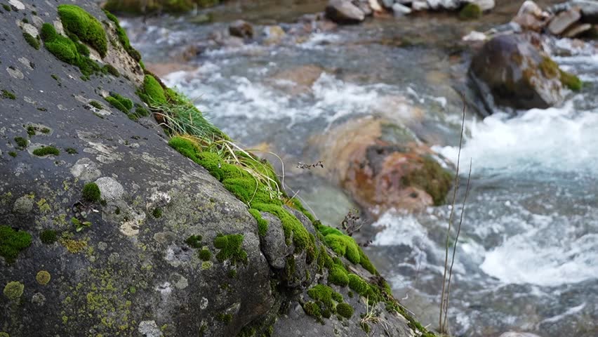 Slow motion 25 fps video with horizontal camera rotation overlooking huge stone block in foreground, which is overgrown with green moss, lichen, plants. In background, turbulent mountain river flows