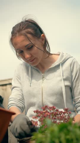 Woman gently holding wicker basket with red flowers during springtime gardening vertical orientation. Female enjoying peaceful hobby while encouraging plant growth and healthy lifestyle. Lady
