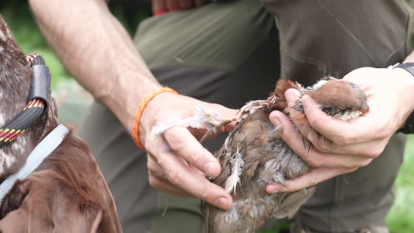 A man is holding a bird with a band around its neck. The bird is wet and has a band on its leg