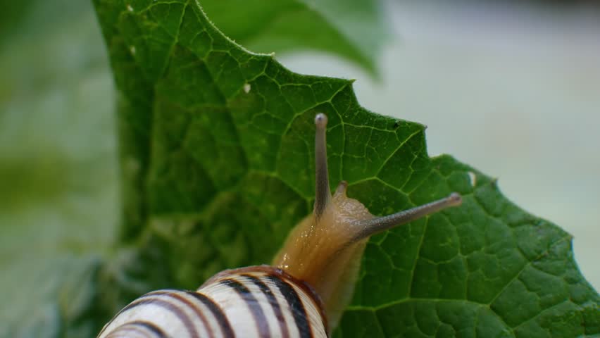 Close-up of small snail glides on leaf surface. Leaf veins create natural pattern under soft body. Garden moment. Life in micro scale. Moist environment. Peaceful and earthy