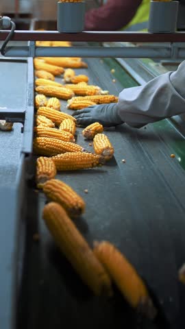 Corn cobs on conveyor belt. close-up. de-foliated corn cobs are moving on automated conveyor belt. workers control quality of raw materials. Agribusiness. Corn processing factory. Agriculture.