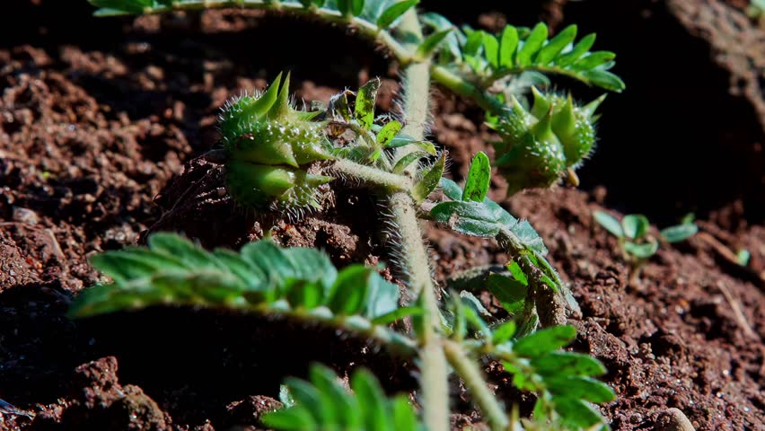 A tilt-up shot reveals the spiky green fruit and leaves of the Tribulus terrestris plant growing in a field, also known as puncture vine, a popular herb in both traditional and modern medicine.