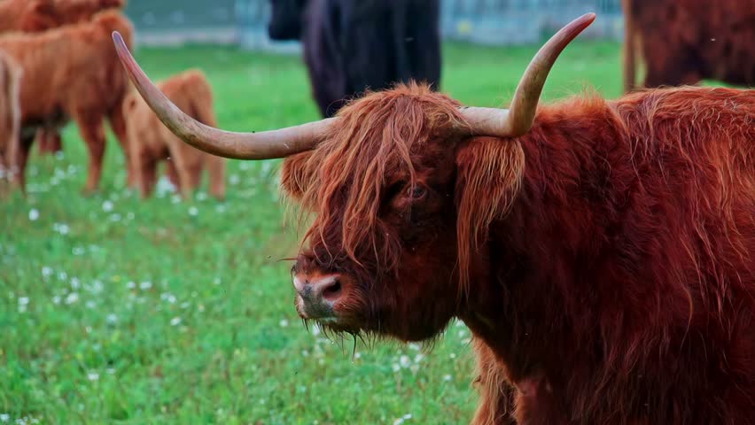 A beautiful slow-motion close-up shows a Scottish Highland cow with its iconic long, shaggy hair and large horns, grazing peacefully in a lush green pasture on a farm.