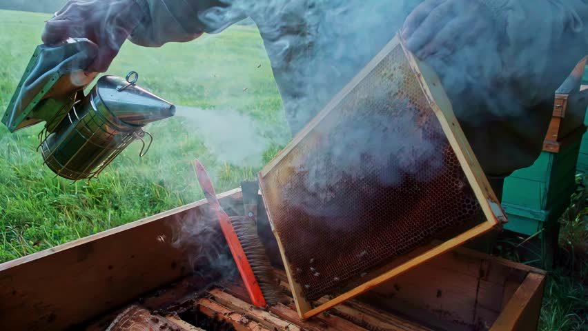In slow motion, a beekeeper in a protective suit uses a bee smoker to puff calming smoke over a honeycomb frame during a routine hive inspection at a rural apiary.