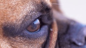 Close-up of a dog’s eye with reflection and detailed fur texture - Powered by Shutterstock - Get 15% off with code: PIKWIZARD15