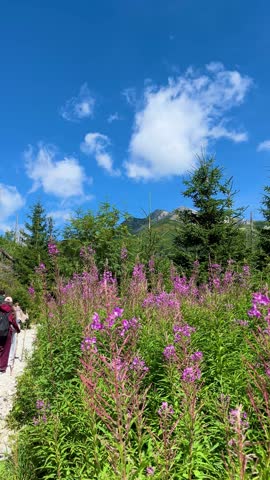 Tourists walking along mountain trail near blooming wildflowers and alpine lake. Zelene Pleso (green lake) mountain lake in High Tatras, Slovakia