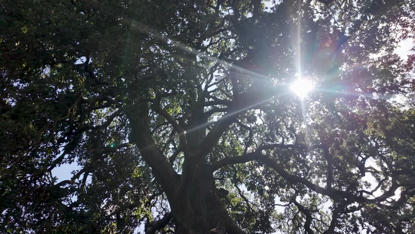 Sunlight is shining through the branches of a giant oak tree