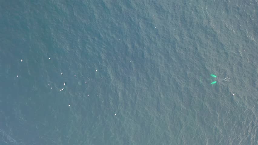 Humpback Whales, Megaptera novaeangliae, travelling in Donegal Bay, Ireland
