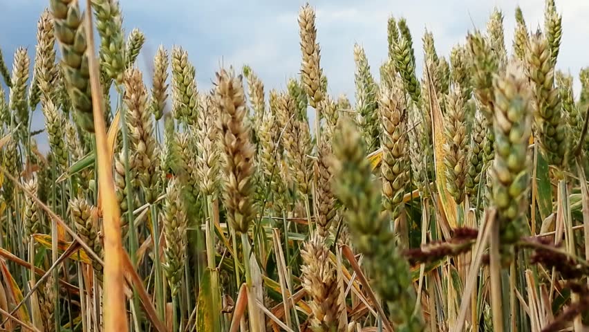 Close-up of a golden wheat field swaying in the breeze under a clear blue sky, highlighting the natural textures of the stalks and the bright summer atmosphere.