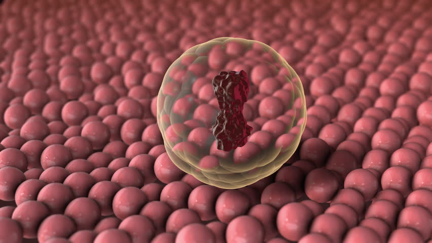 Adipose Fat Cells Inside Human Body Structure