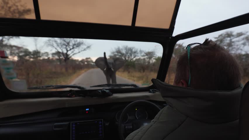 POV: Safari guide stops vehicle as male elephant postures on dawn road