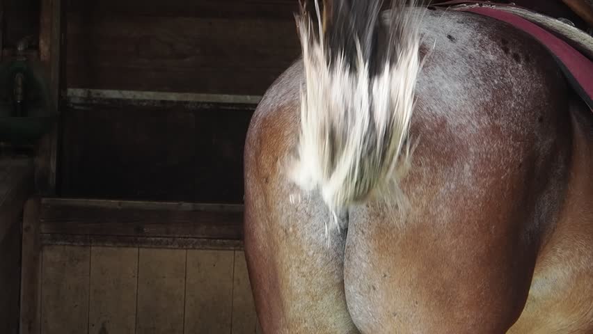 slow motion of tail of horse  brown horses in dolomites mountains Italy