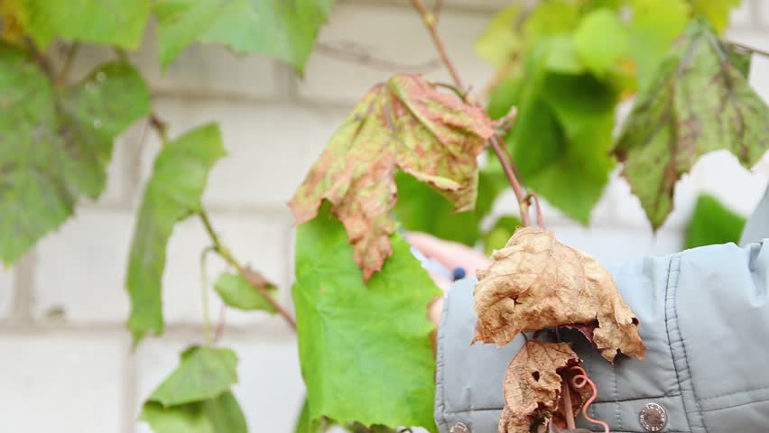 Woman Grape Picker Harvesting Grapes with Scissors. Vineyard Pruning. grape harvest. Autumn Harvest. Woman Cutting Ripe Grapes in a Sunny Vineyard. Close up.
