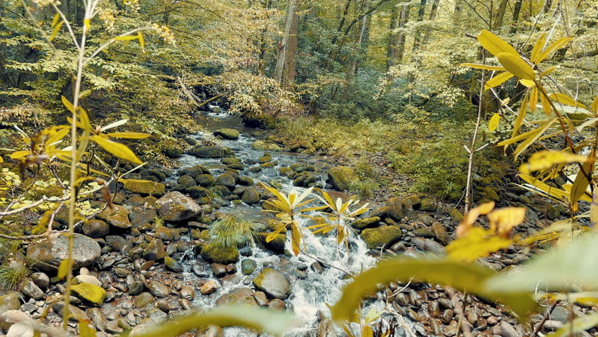 Wide Establishing Shot of Forest Stream Flowing Over Rocks in Great Smoky Mountains