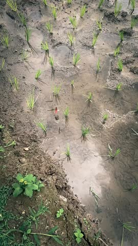 Two dragonflies hovering on muddy rice paddy field