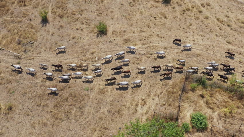 Aerial view of cattle walking across a dry pasture during summer