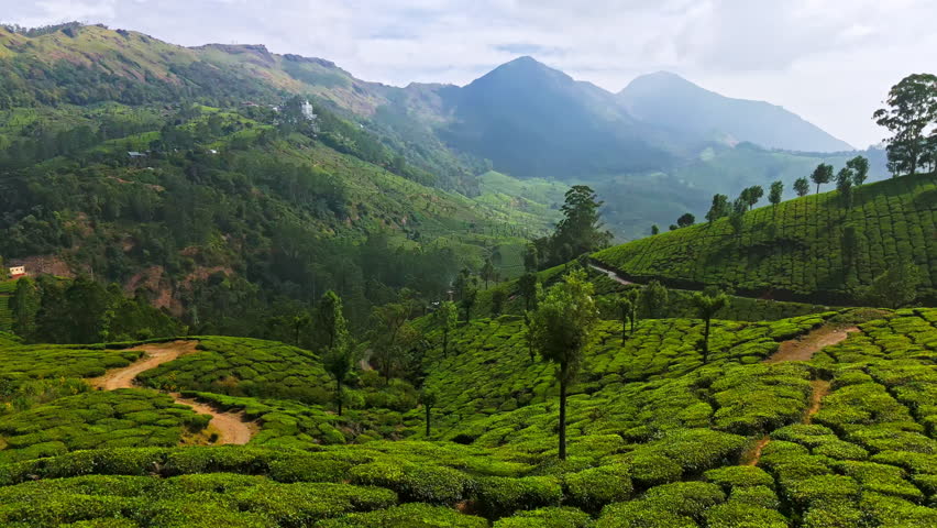 Aerial view backwards low over green, tea fields of Munnar, sunny day in India