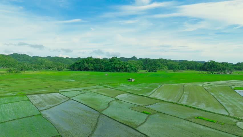 Aerial view of green rice paddies and terraced fields leading to forested Chocolate Hills during daytime, Bohol, Philippines.