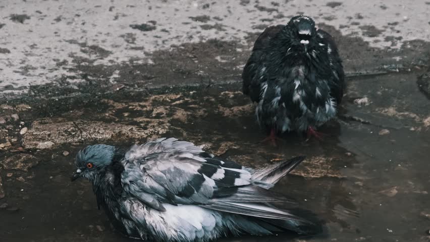 Close-up of two pigeons in a dirty puddle on city asphalt. One bird splashes water vigorously to clean its feathers, while the other stands nearby, both wet from their bath in the urban setting.