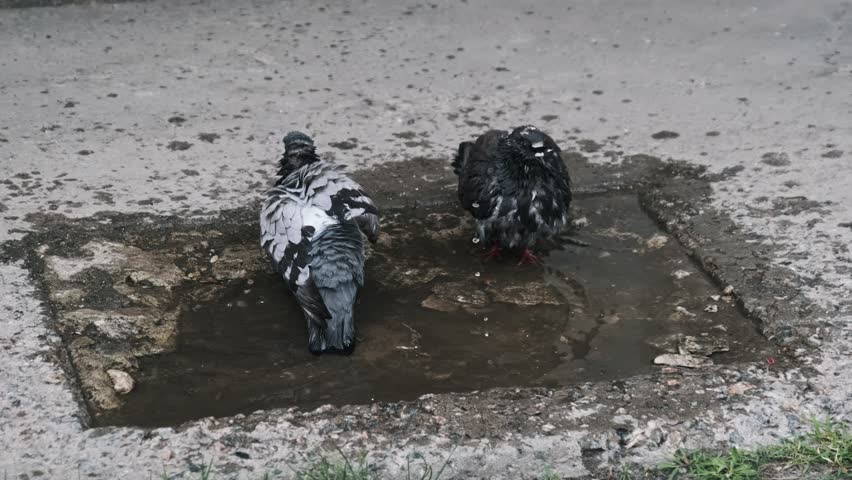 Two urban pigeons cool down on a hot day by bathing in a small puddle on the asphalt. The birds splash water, clean their feathers, and groom themselves in the middle of a city street.