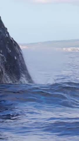 Humpback whale jumping in the sea