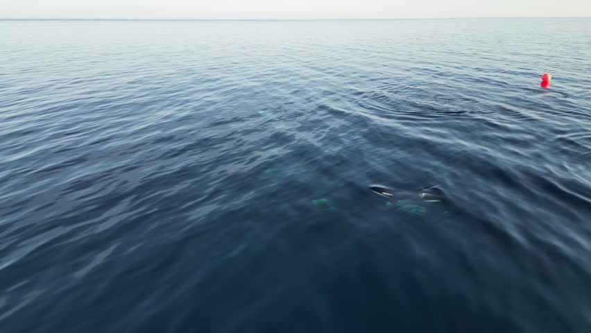 Family of Killer Whales (Orca) swimming