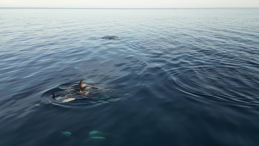Family of Killer Whales (Orca) swimming