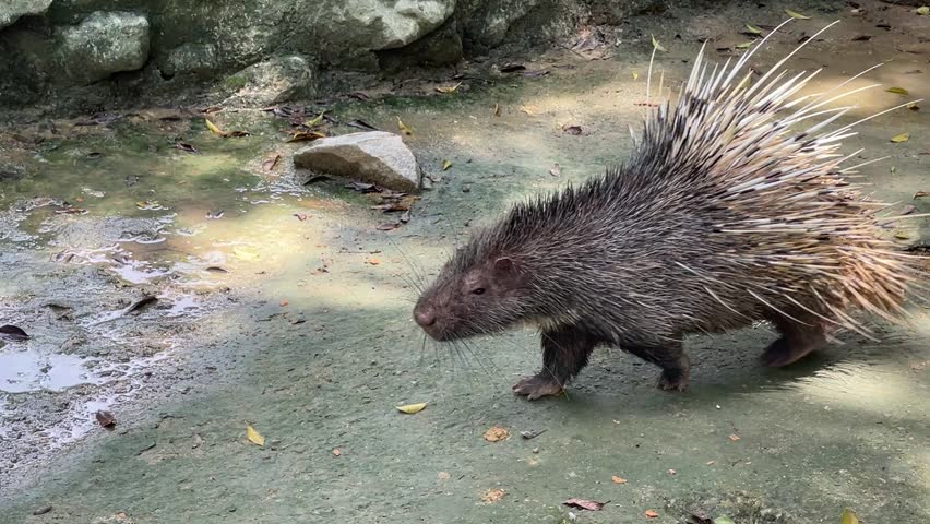 A Malayan porcupine, Hystrix brachyura, walks a few steps and pauses to lift its head for sniffing or observing the surroundings at Zoo Negara Malaysia.