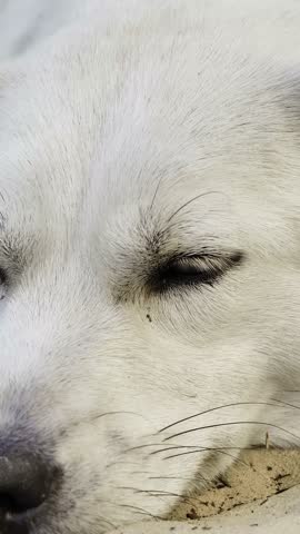 Macro vertical video of a beautiful white dog