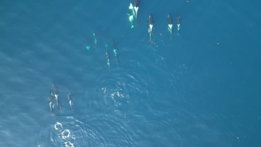 Family of Killer Whales (Orca) swimming