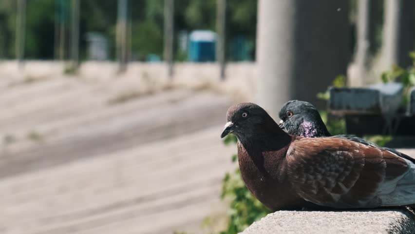 Close-up of two pigeons, one brown and one grey, resting together on a concrete ledge. The birds sit calmly in a pair with a blurred urban embankment and green foliage in the background.