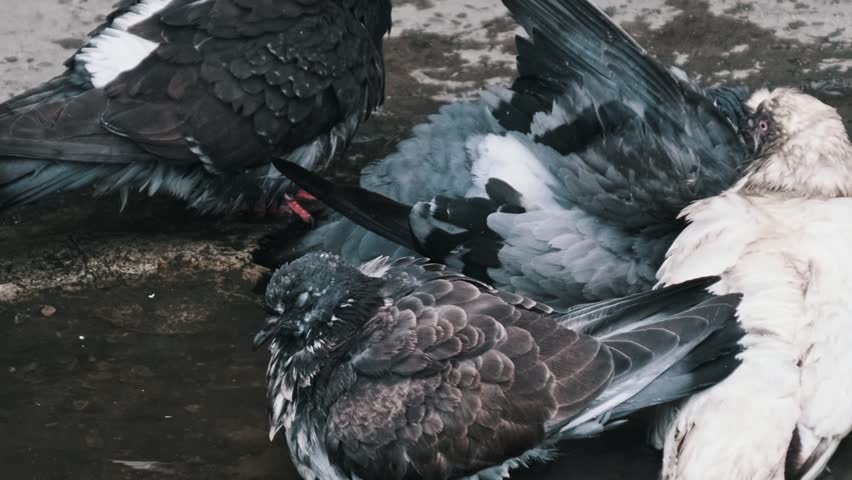Close-up of several urban pigeons with wet feathers bathing in a dirty puddle on the street. The birds splash water, preen, and then fly away, showing natural animal behavior in the city.