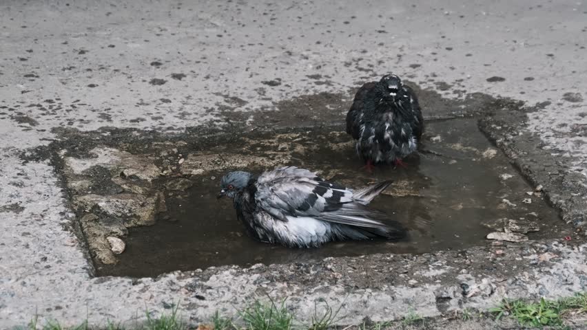 Two feral pigeons cool off in a puddle on broken pavement. One bird splashes water enthusiastically, dipping its head and flapping its wings to clean its feathers, while its companion stands calmly by
