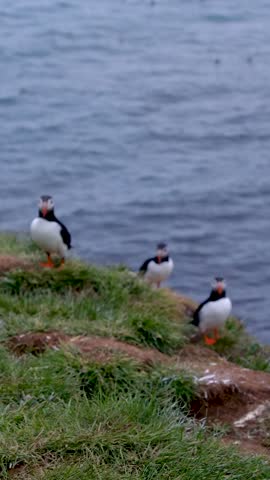 Colorful puffins venture along the stunning cliffs of Borgarfjordur, Iceland, against a backdrop of shimmering blue waters.