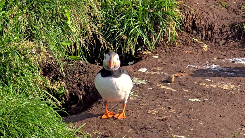 Encounter colorful puffins as they thrive among the lush greenery and rugged coastline of Iceland. These charming birds display unique behaviors in their natural habitat during the warm summer months.