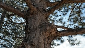 Close-up exploration of a majestic pine tree showcasing its textured bark and branches against a clear blue sky in a serene natural setting - Powered by Shutterstock - Get 15% off with code: PIKWIZARD15