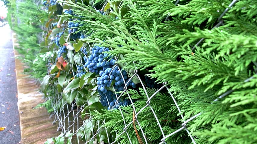 Close-up of a dense hedge with conifer branches and leafy stems bearing dark blue berries, seen behind a chain-link fence. Soft light highlights the rich textures and natural garden colors.