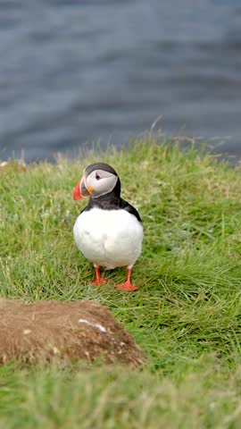 At the Borgarfjordur cliffs in Iceland, puffins waddle across the grass, showcasing their vibrant colors. These charming seabirds navigate the coastal terrain against the backdrop of serene waters.