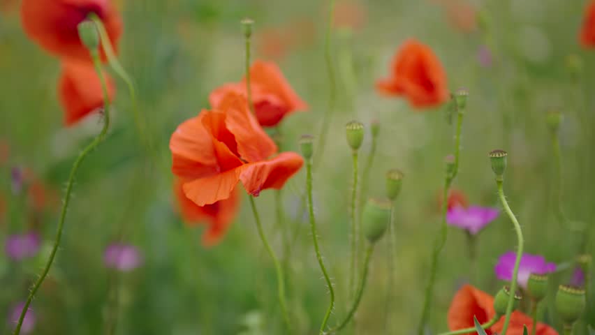 A detailed close-up shot of multiple red poppies in a remembrance day field, gently blowing in the wind — showing themes of memory, loss, and tribute.