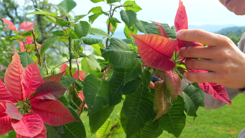 CLOSE UP: Person using a pair of blue pruning shears to cut overgrown branches of lush poinsettia plant with vibrant green and red leaves. Plant care on a sunny outdoor terrace with a picturesque view