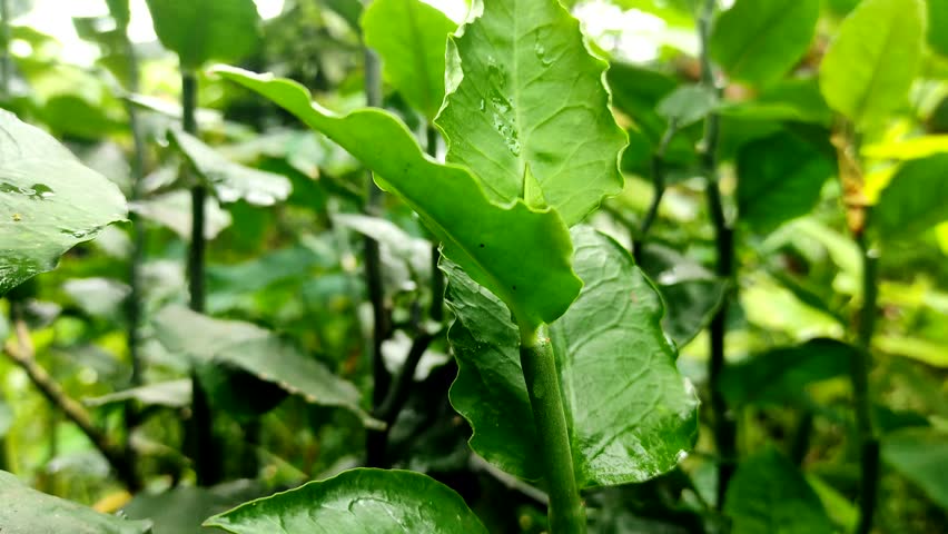 Euphorbia tithymaloides, also known as Christmas candle, Devil’s backbone, or Redbird cactus, with its unique zigzag stem and green leaves.