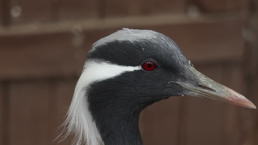 Demoiselle crane, or little crane. Bird