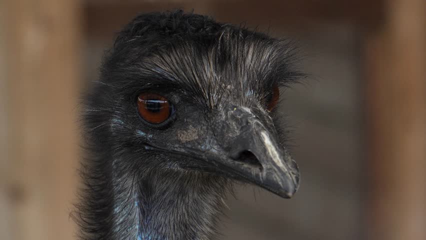 Ostrich head close up. Ostrich head and eyes, close up.