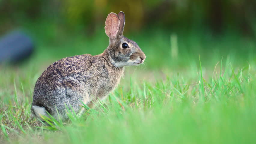 Grey small hare eating grass on Florida backyard. Wild rabbit in nature