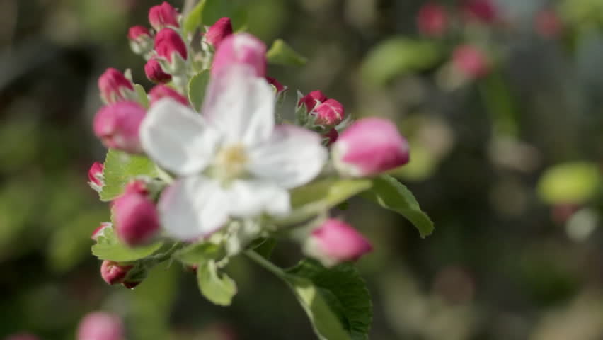 Apple Blossom, rack focus