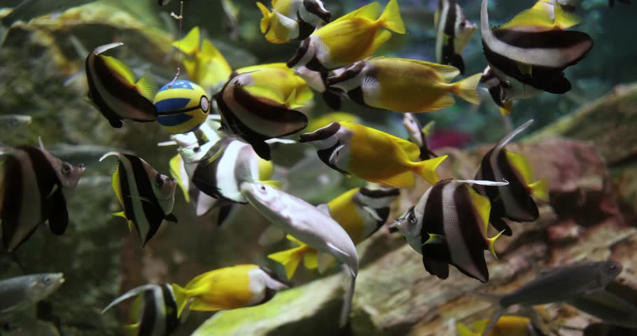 Footage of Small fish inside aquarium