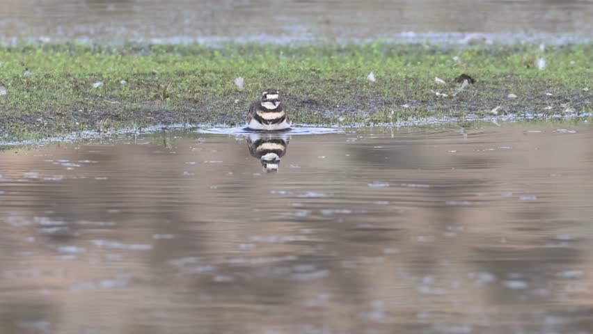 Slow motion of a Killdeer (Charadrius vociferus) bathing in the shallow waters of Shugru Reservoir in Lassen County, California.