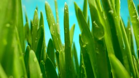 Fresh Dew on Vibrant Green Grass in Morning Sunlight. Close-up of Lush Green Grass Blades With Dewdrops Sparkling in the Bright Morning Sunlight Against a Clear Blue Sky - Powered by Shutterstock - Get 15% off with code: PIKWIZARD15