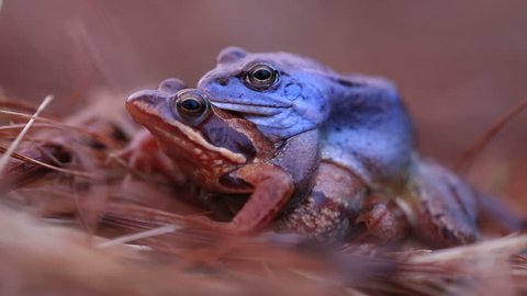  frogs mating 